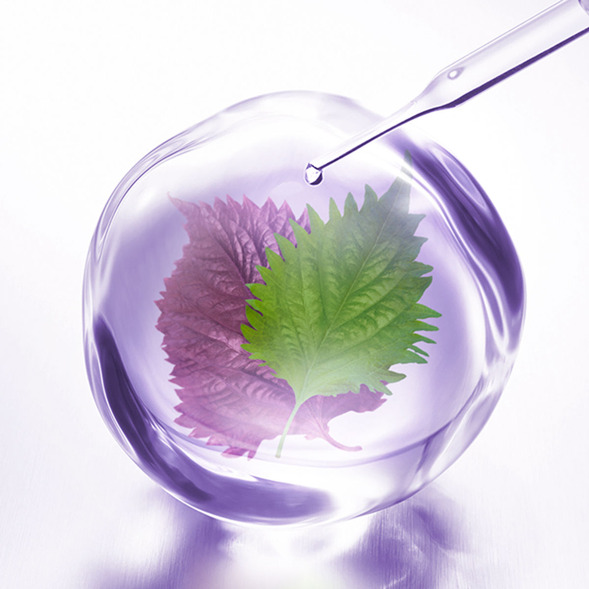 Herbal Concentrate - Decorté